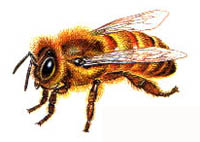 bee